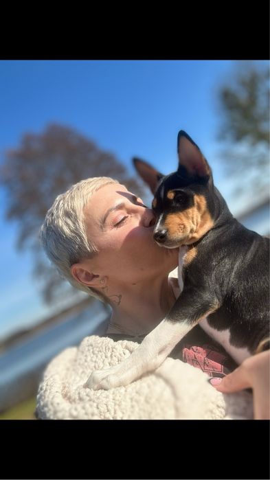 Basenji - rezerwacja szczenięcia po Interchampionach