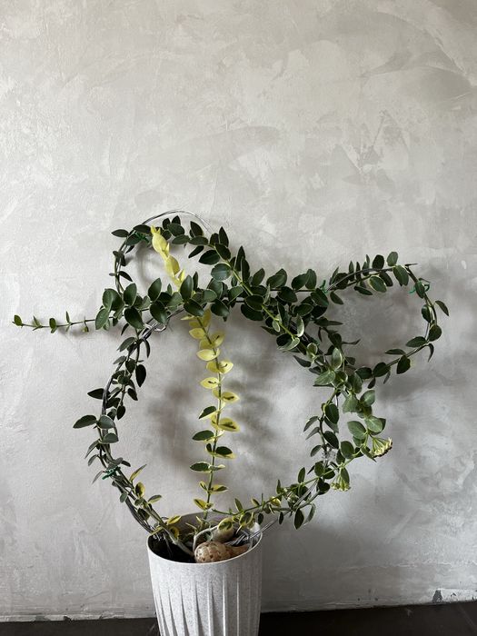 Хойя Cumingiana alba камінджиана альба