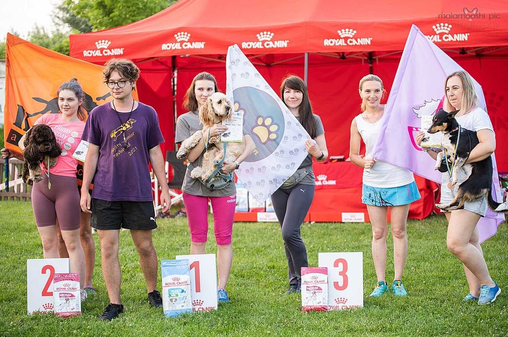 Дресирування собак усіх порід: слухняність, спорт з собакою (аджиліті)