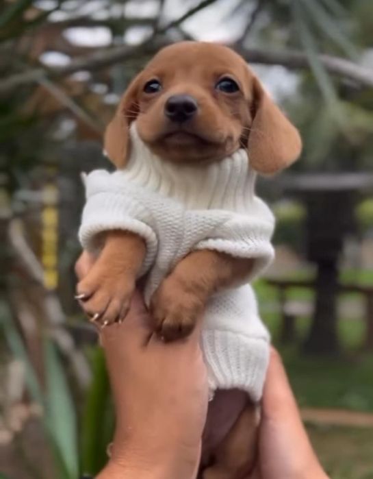 Руді таксята дівчатка