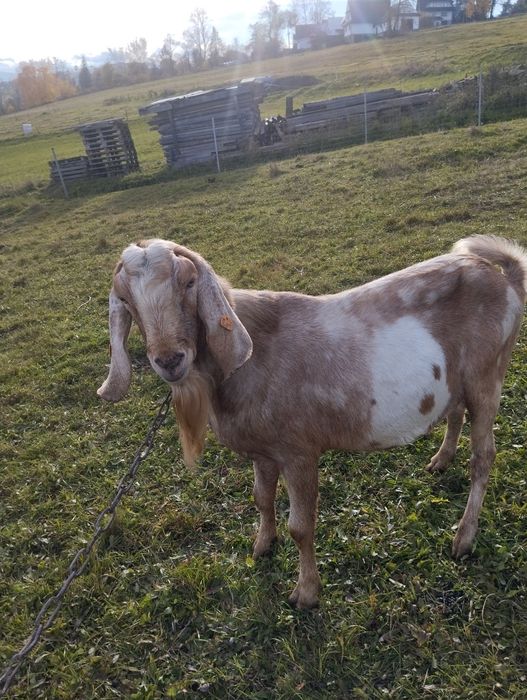 Sprzedam Capa 100% anglonubijski