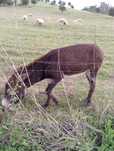 Troca ou venda de burros