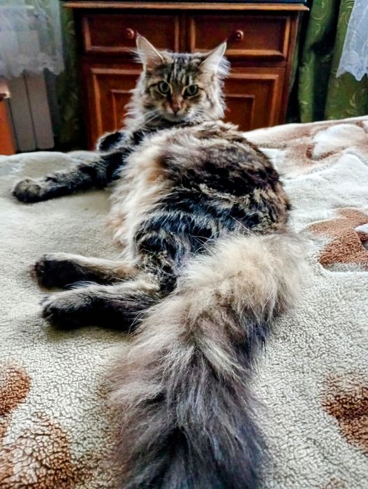 Кошенята МЕЙН-КУН