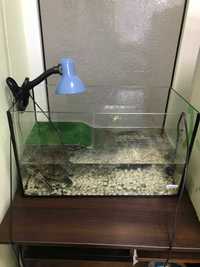 Черепаха красноухая с укомплектованным аквариумом