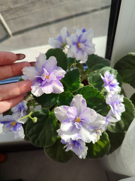 Фіалка. Сенполія