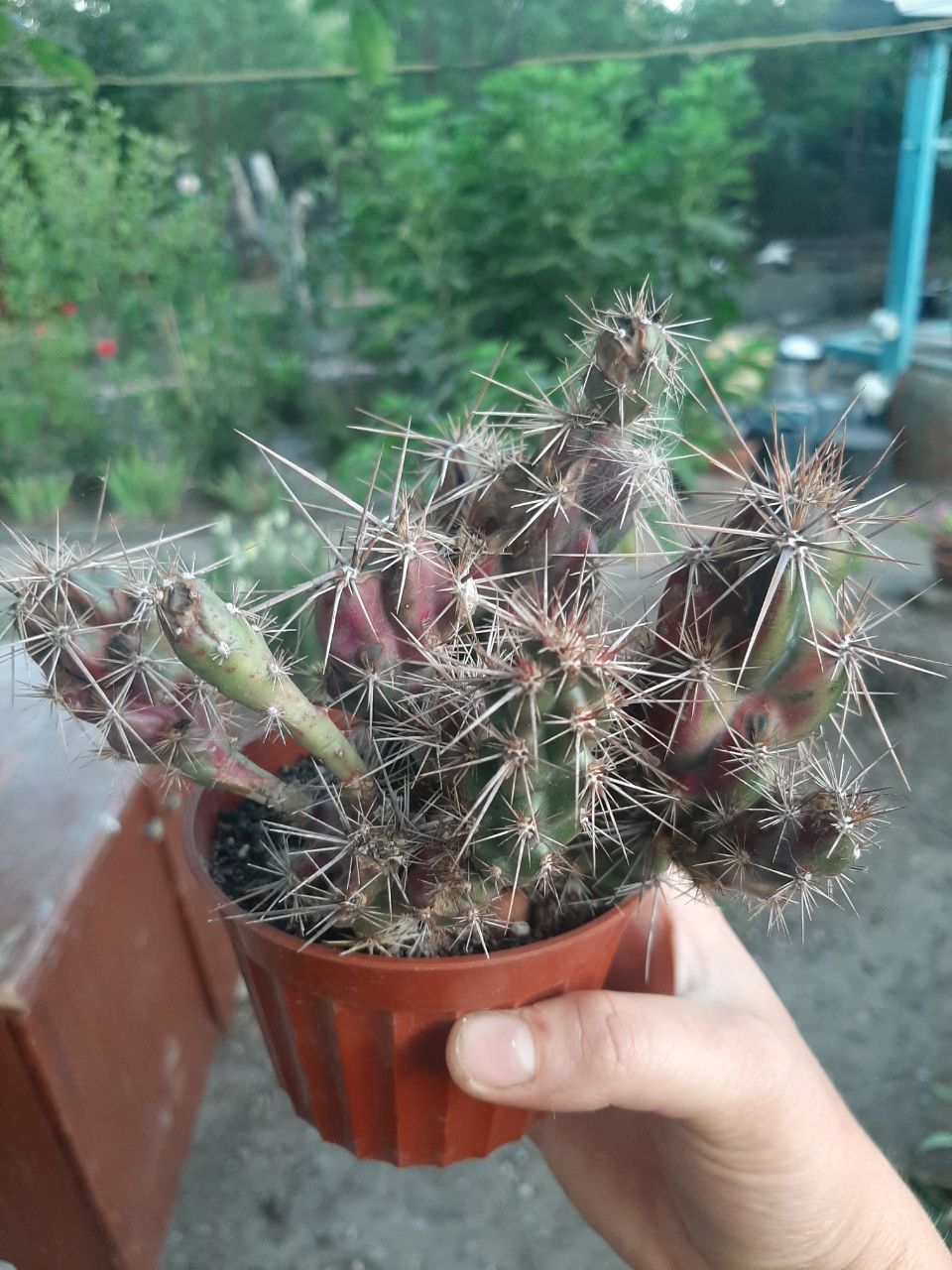 Кактус Grusonia emoryi
