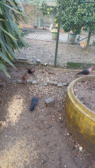 Faizoes várias qualidade