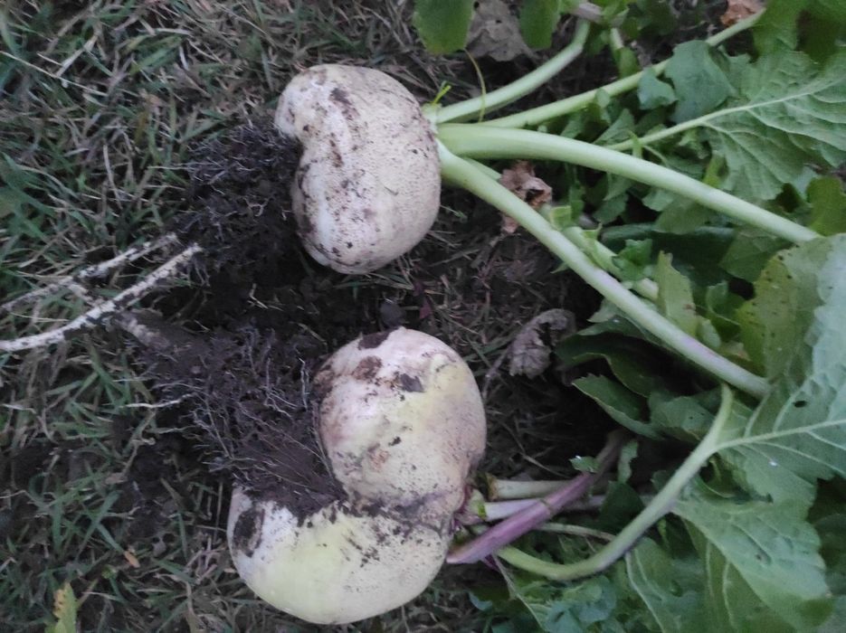 Продам  редьку(черную,белую)