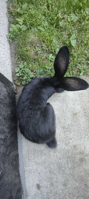 Króliki Samiec  Srokacz + Olbrzym Belgijski