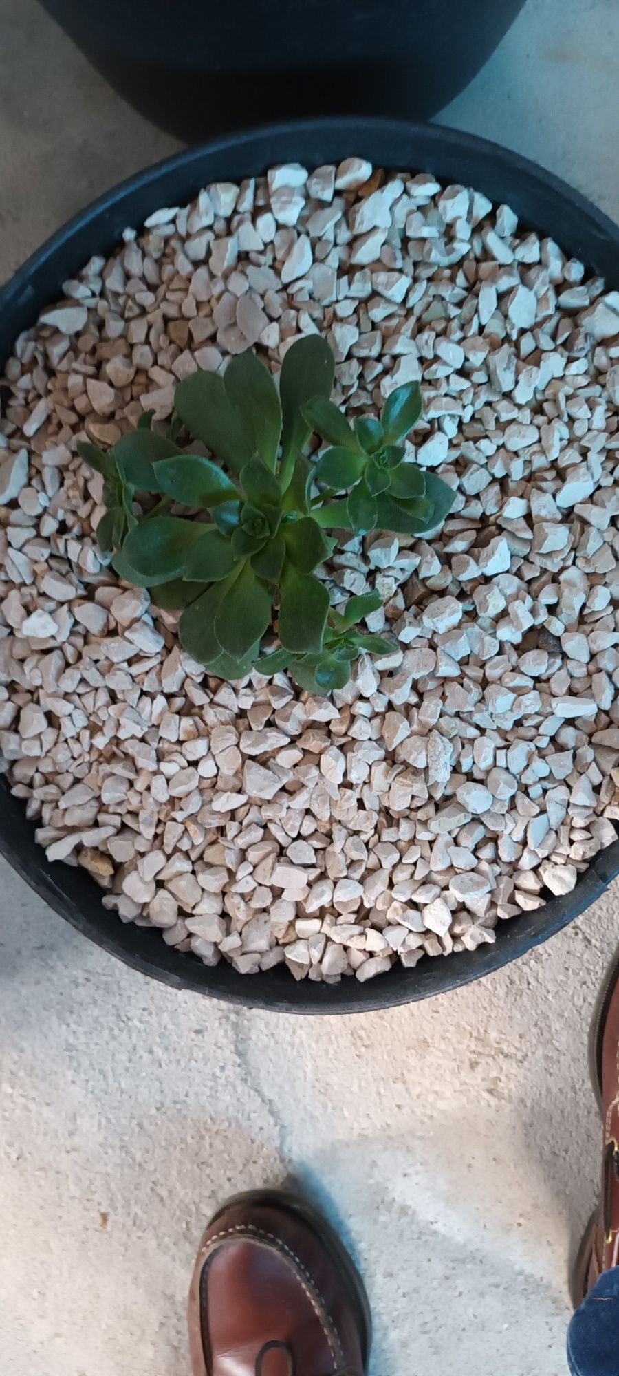Catos e sucolentas