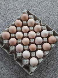 Продам інкубаційні яйця лівенських сітцевих