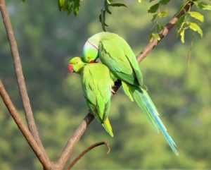 Troco  ring neck verdes por outras aves