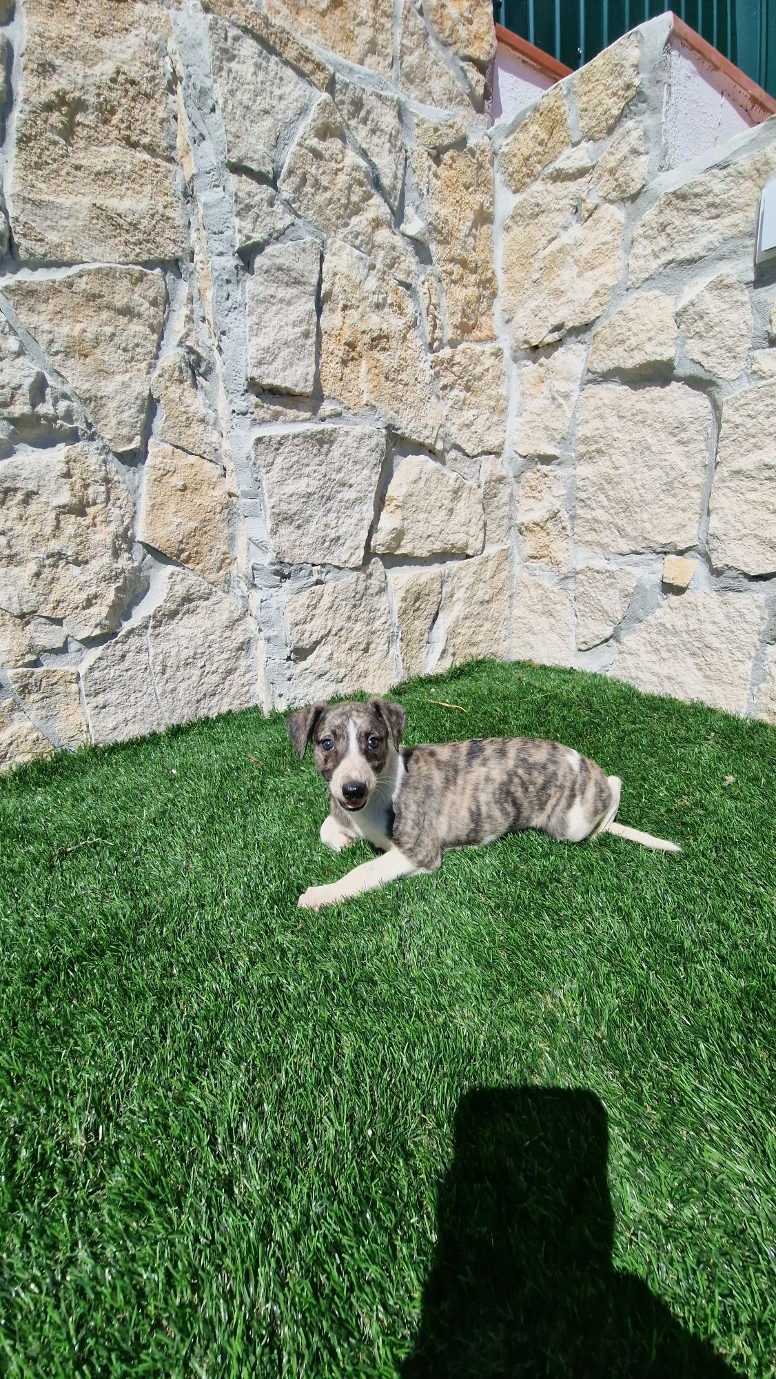 Whippet Tigrado fêmea