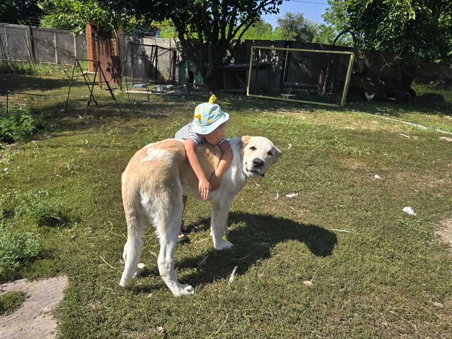 Середньоазійська вівчарка, хлопчик