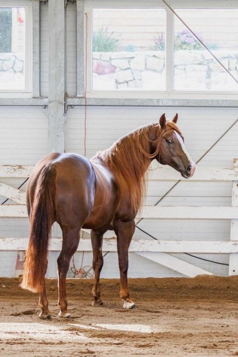 Ogierek 1,5 roku APH American Paint Horse