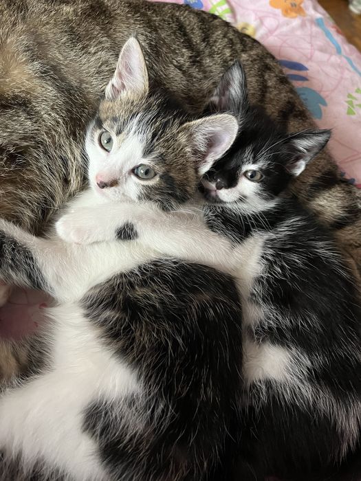 віддам котиків в добрі руки