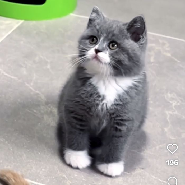 Супер- гарні котенята