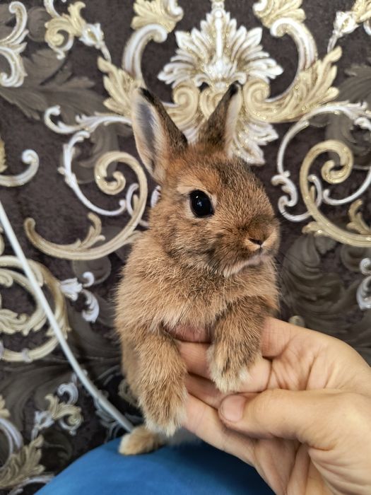 Кролик Мини карликовий