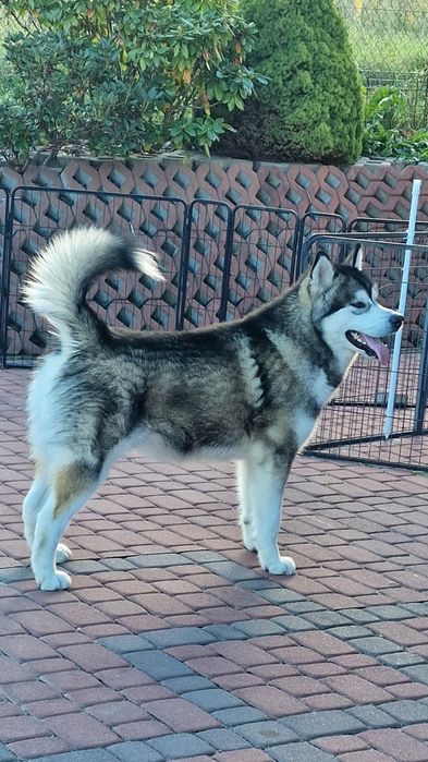 Zapowiedź miotu Alaskan Malamute ZKwP/FCI