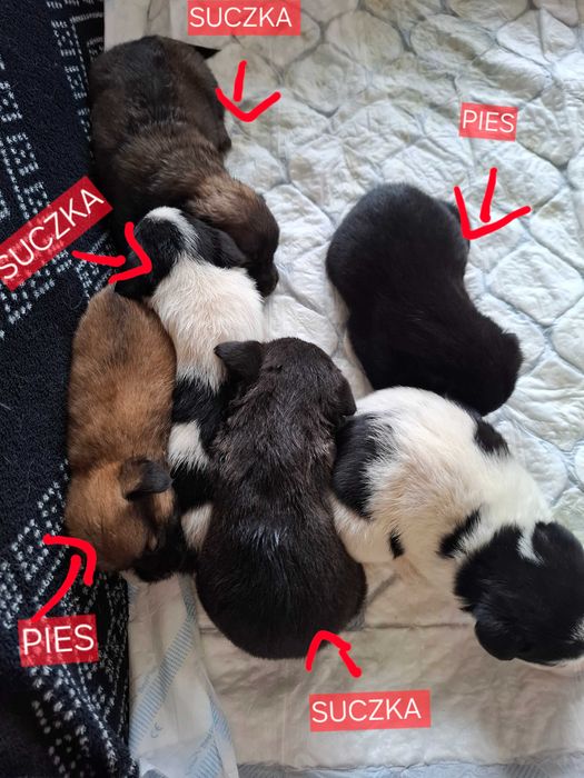 Szczeniaczki za darmo