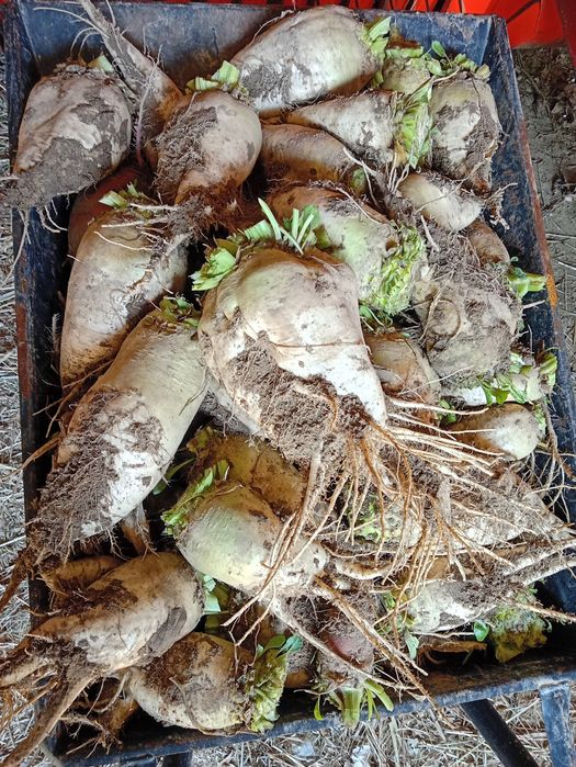 Sprzedam buraki pastewne i rzepę pastewną