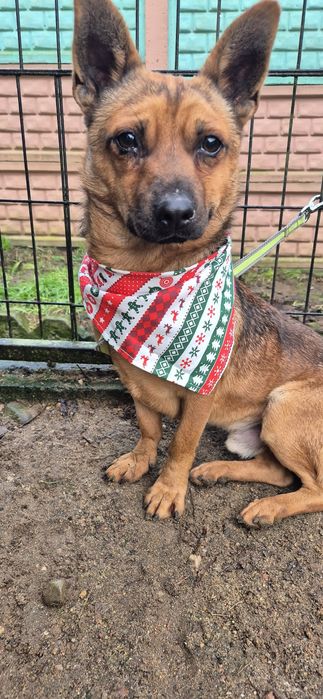 Mały piesek okolo 3 lata