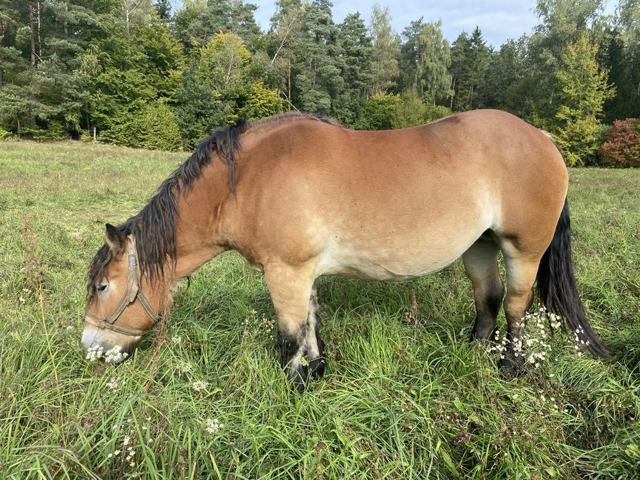 Sprzedam źrebną klacz zimnokrwistą