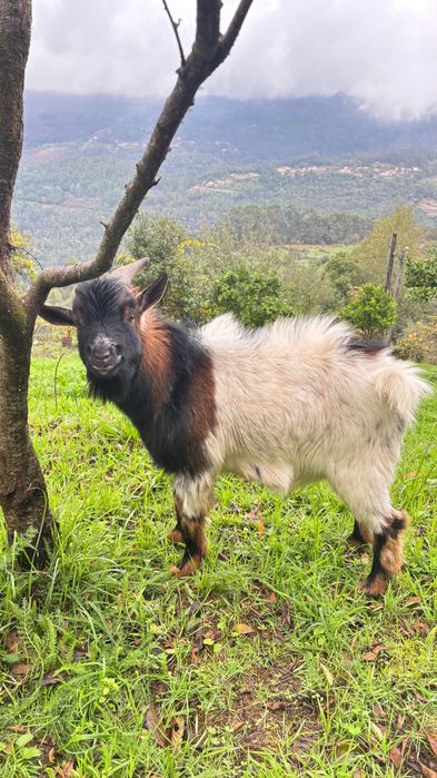 Cabrito anão com 1 ano(super meigo)