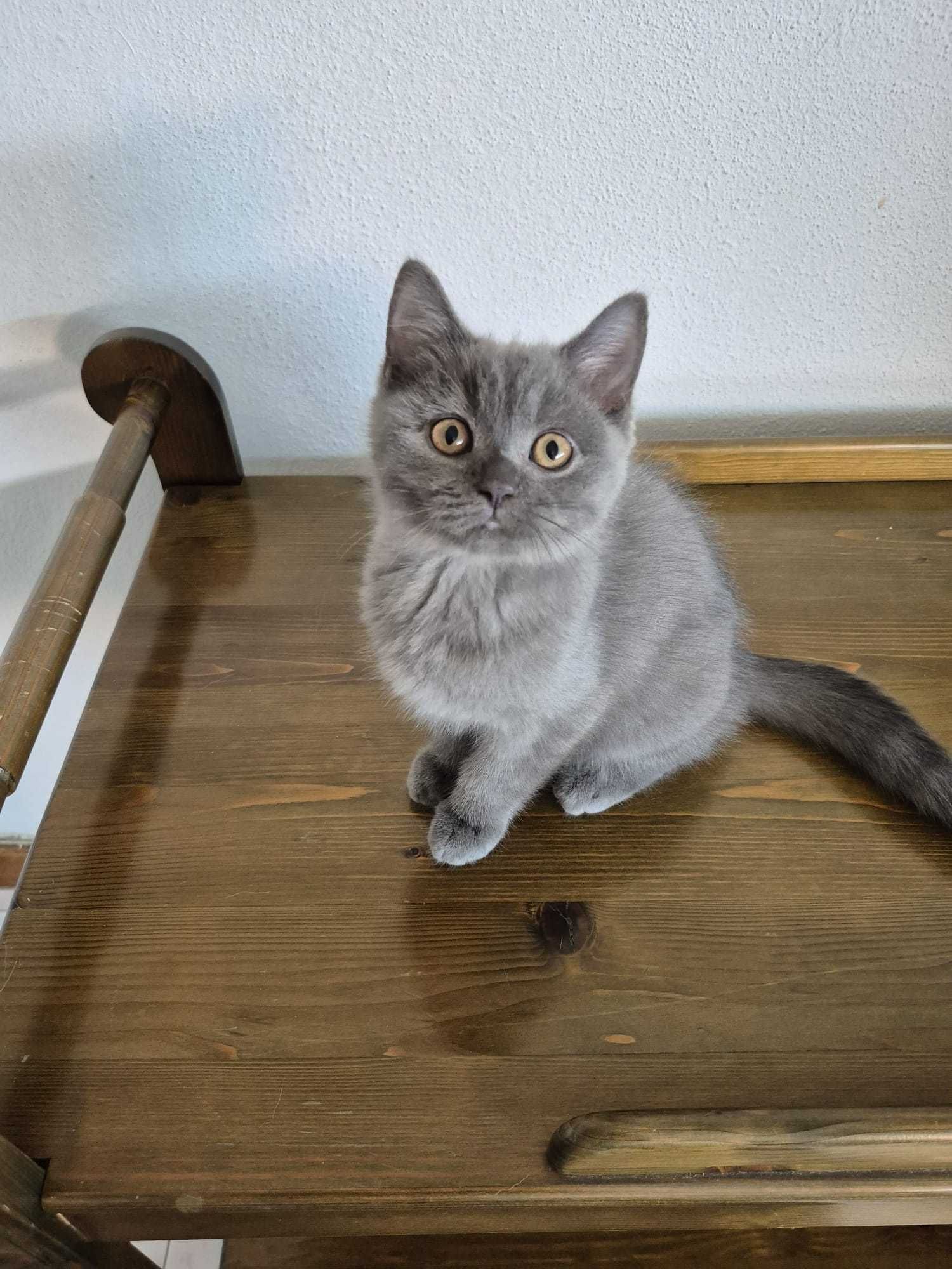Gatinho Scottish Straight