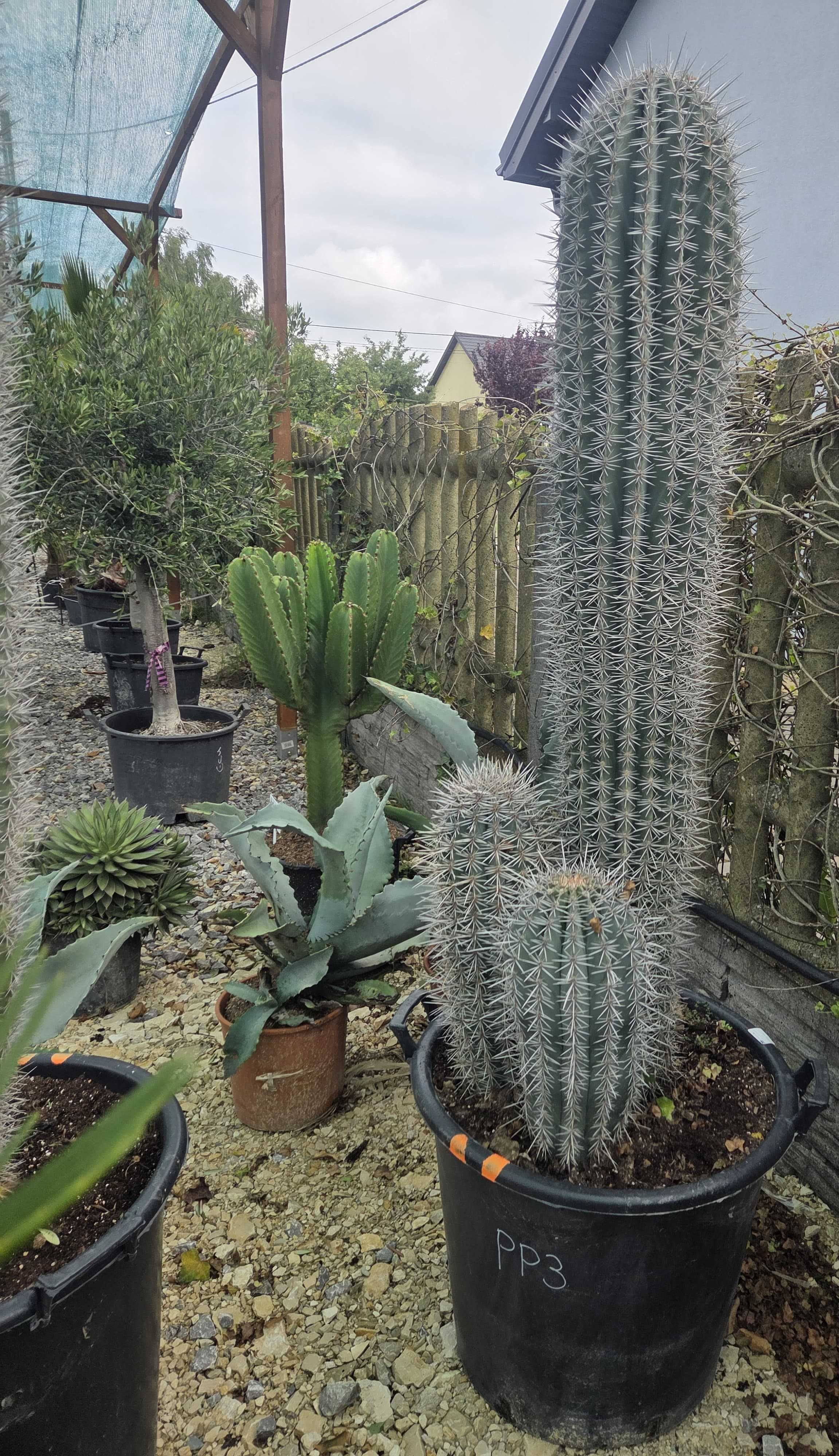 Kaktusy Pachycereus pringlei – okazy 85-170 cm