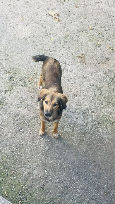 Adopção 2 cadelas brincalhonas e meigas