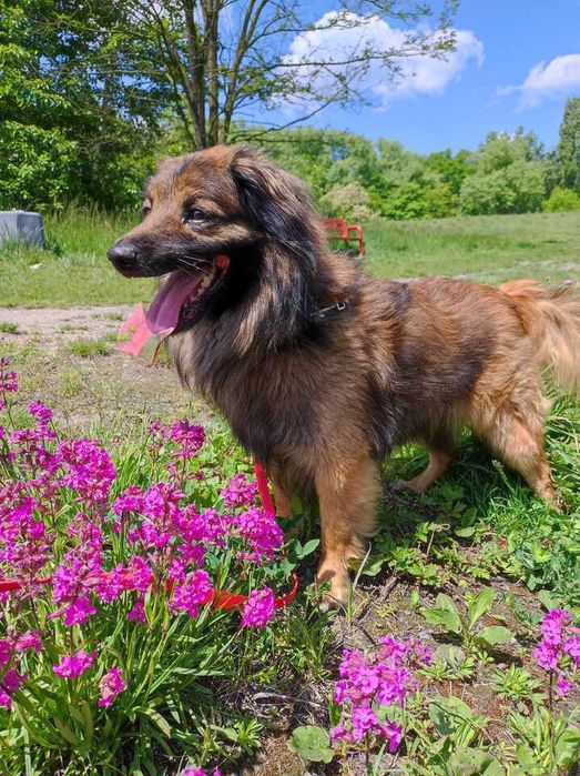 Pies Nr 385/24 TREVOR PsiKot Schronisko Chorzów