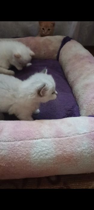 Віддам дуже гарних ,ласкавий кошенят.