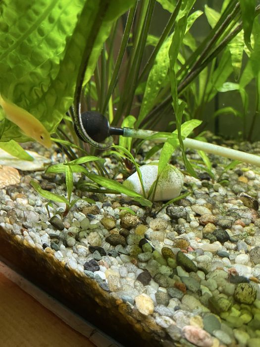 Roślinki akwariowe kryptokoryna karbowana