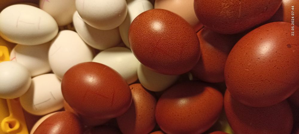 Курчата Марана чорно-мідного