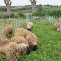 Borregos e Ovelhas