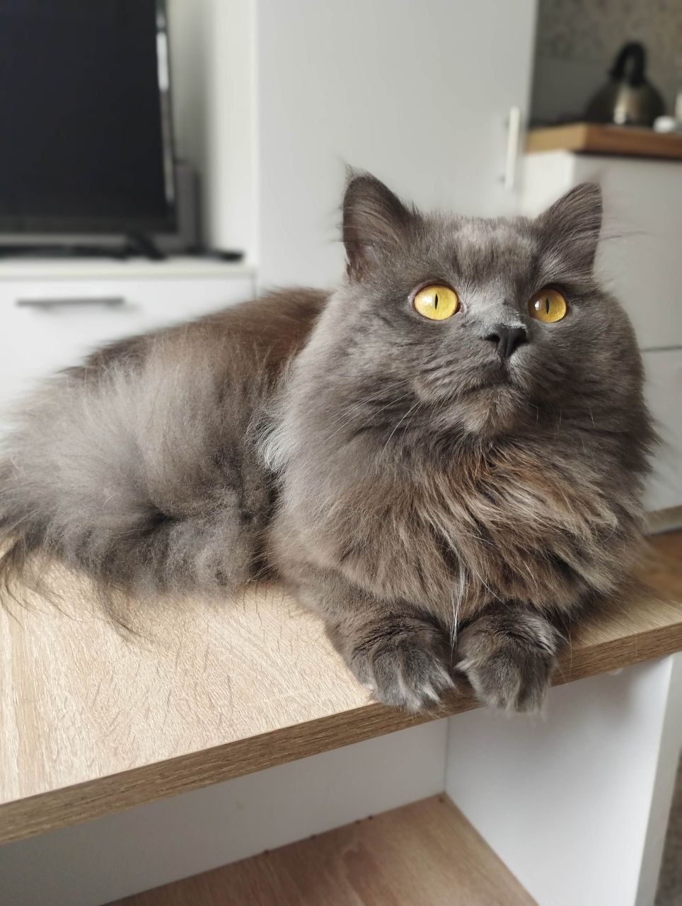 В'язка. Пухнастий котик чекає наречену.
