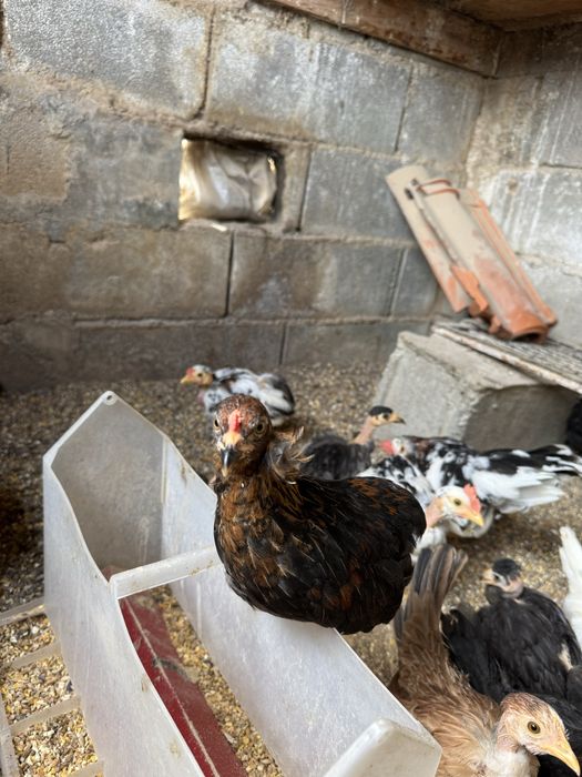 Garnizos de brincos machos