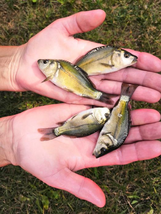 Sprzedam narybek karpia królewskiego karp królewski