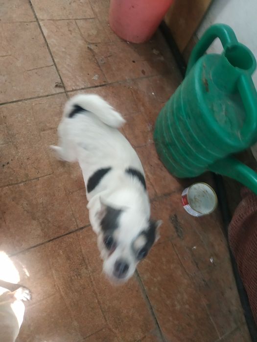 Чихуахуа девочка красива, гладкошерстная