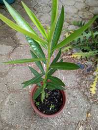 Loendreiro em vaso (oleander)