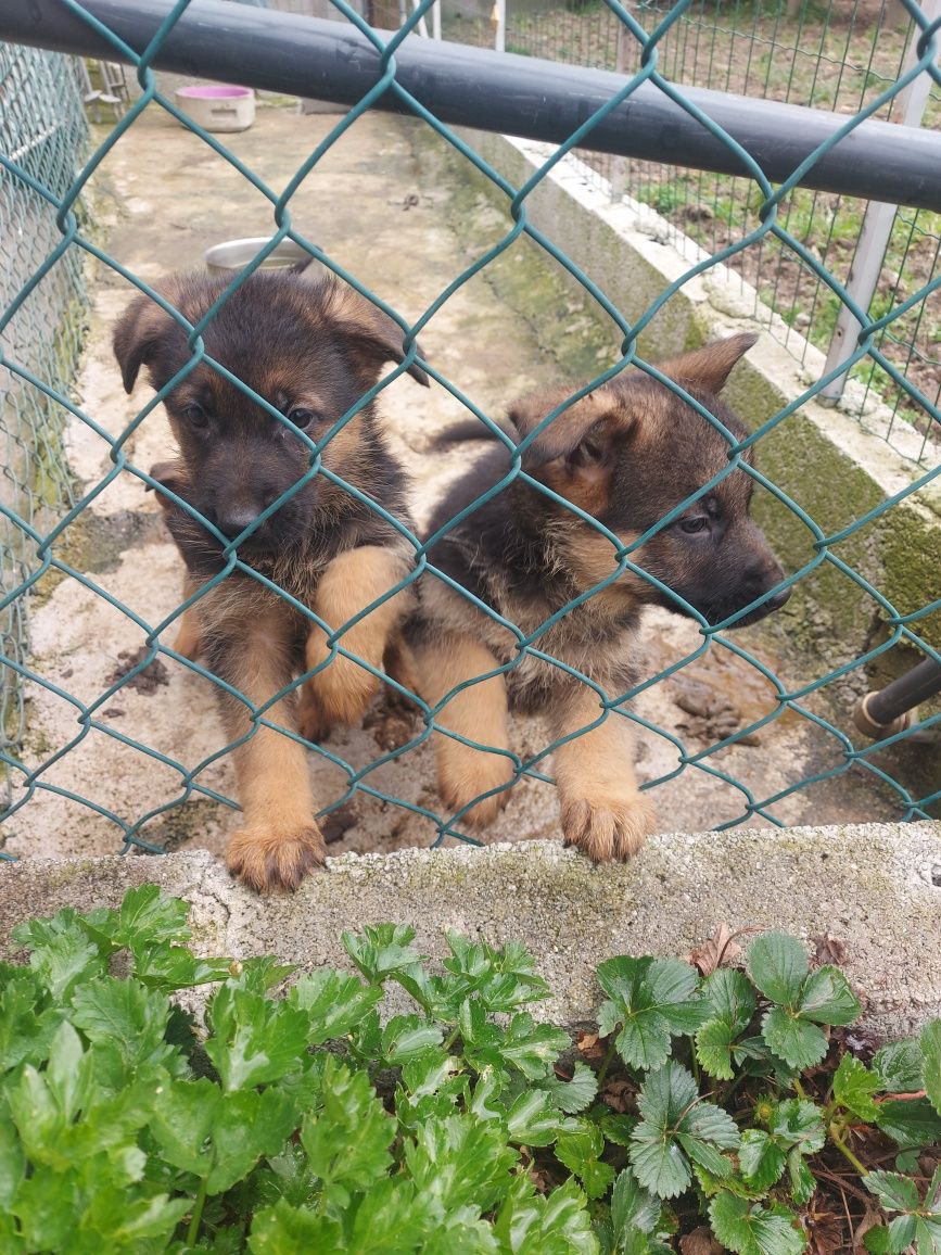 Pastor Alemão cachorro  Macho unicodisponivel Pais com Pedigre.
