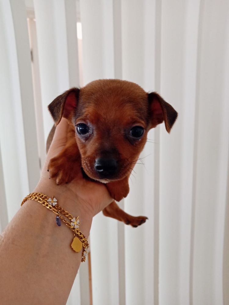 Pinscher Miniatura