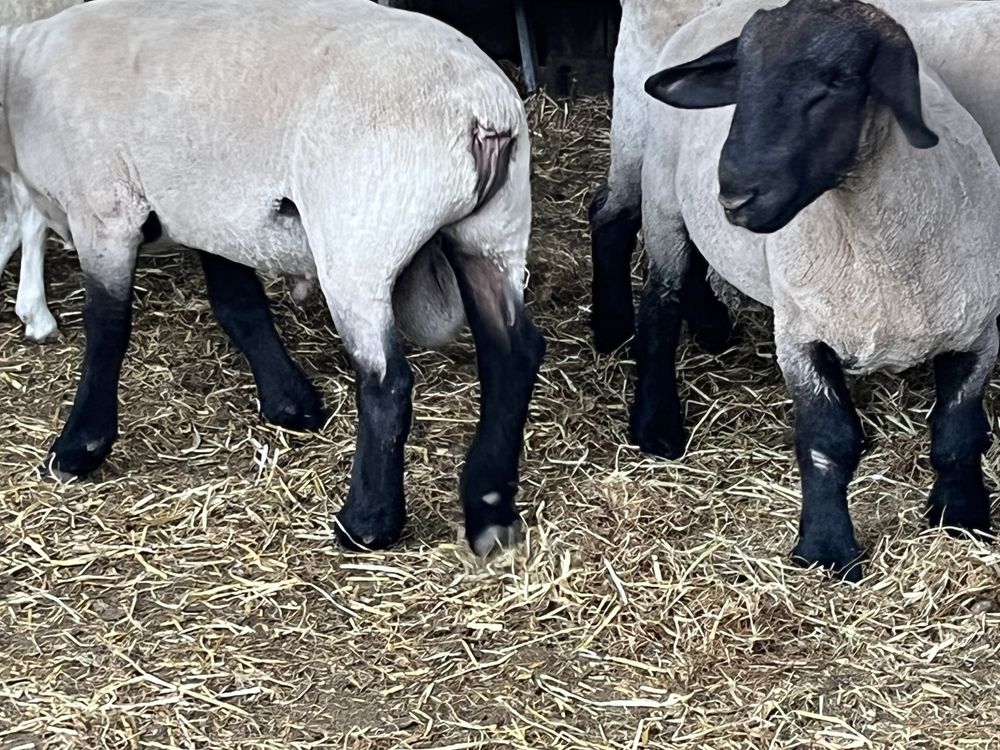 Borregos suffolk puros