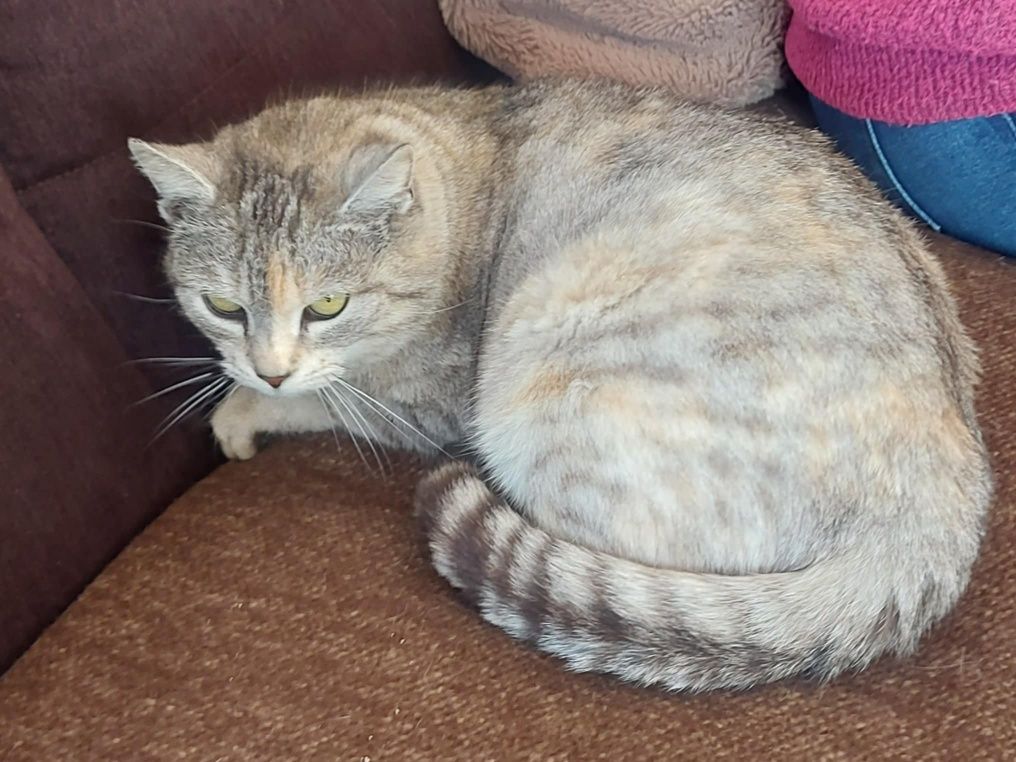 Melisa - przepiękna whiskaska