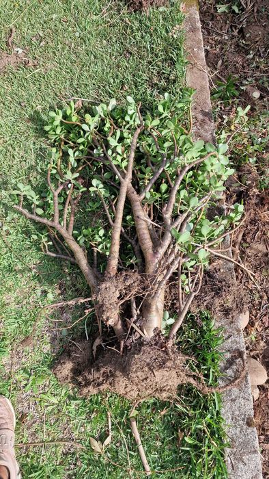 Grande Planta de jade