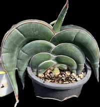 Sansevieria Banana Long Somalia Blue sansewieria