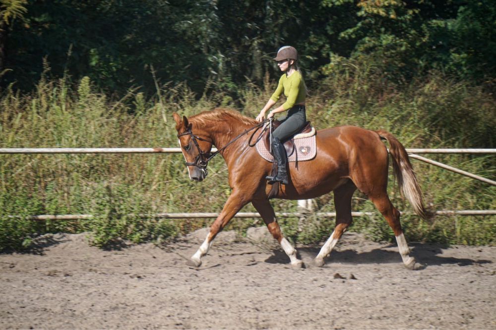 6-letnia kasztanowata klacz po Regiment-PP