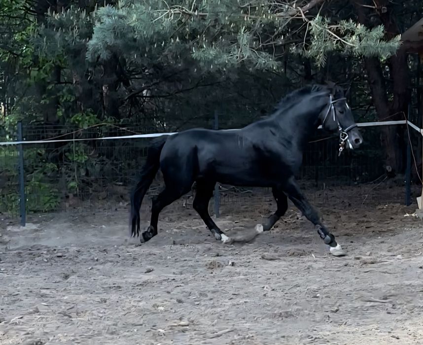 Ogier po Rasch ex Rekrut