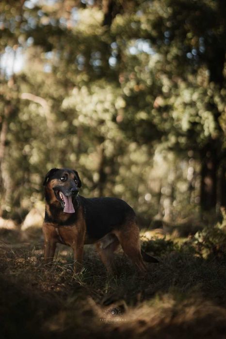 Szefuńcio - pies o myśliwskim sercu ADOPCJA